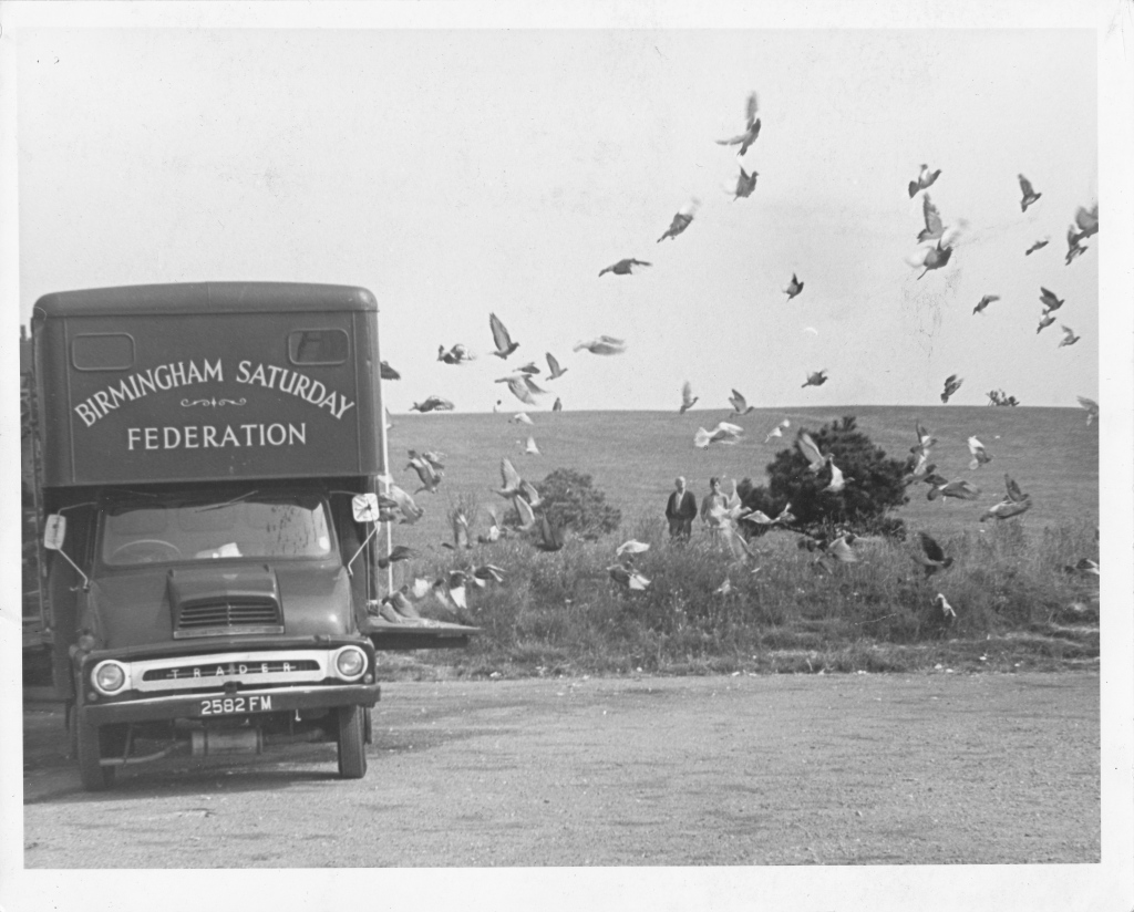 Black and white photograph of a large lorry with Birmingham Saturday Federation on the front. The lorry is parked in a field and about 50 birds are flying from it. Two people look on in the background.